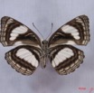006 Lepidoptera (FV) Nymphalidae Limenitidinae Neptis continuata IMG_3025WTMK.JPG