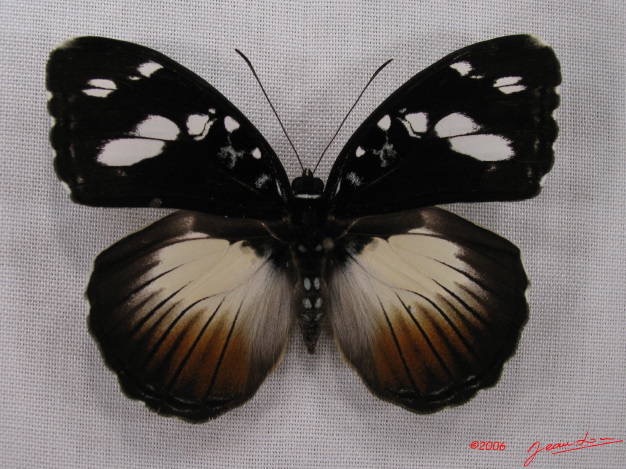 007 Lepidoptera (FD) Nymphalidae Limenitidinae Aterica galene f IMG_3988WTMKa.JPG