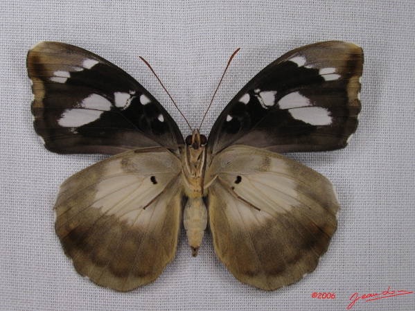 008 Lepidoptera (FV) Nymphalidae Limenitidinae Aterica galene f IMG_3991WTMKa.JPG