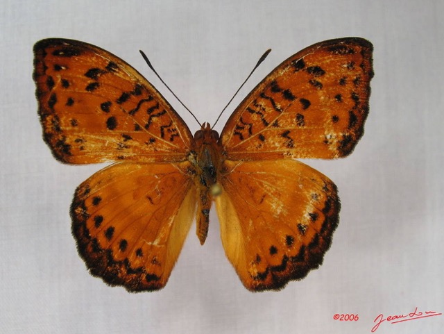 009 Lepidoptera (FD) Nymphalidae Limenitidinae Pseudargynnis hegemone IMG_3811WTMK.JPG