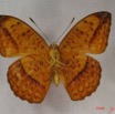 010 Lepidoptera (FV) Nymphalidae Limenitidinae Pseudargynnis hegemone IMG_3812WTMK.JPG