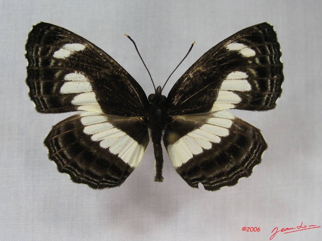 011 Lepidoptera (FD) Nymphalidae Limenitidinae Neptis nemetes IMG_3813WTMK.JPG