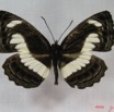 011 Lepidoptera (FD) Nymphalidae Limenitidinae Neptis nemetes IMG_3813WTMK.JPG