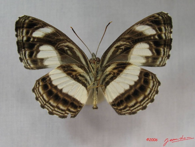 012 Lepidoptera (FV) Nymphalidae Limenitidinae Neptis nemetes IMG_3814WTMK.JPG