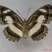012 Lepidoptera (FV) Nymphalidae Limenitidinae Neptis nemetes IMG_3814WTMK.JPG