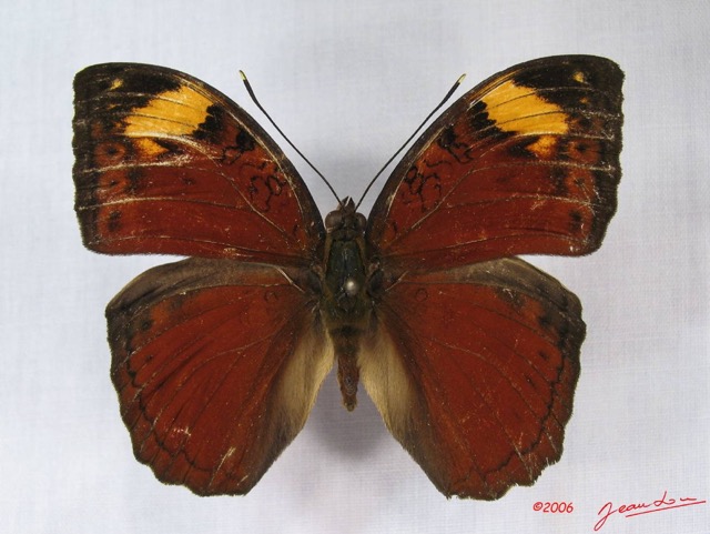 013 Lepidoptera (FD) Nymphalidae Limenitidinae Bebearia cocalia m IMG_3825WTMK.JPG