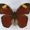013 Lepidoptera (FD) Nymphalidae Limenitidinae Bebearia cocalia m IMG_3825WTMK.JPG