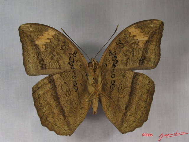 014 Lepidoptera (FV) Nymphalidae Limenitidinae Bebearia cocalia m IMG_3827WTMK.JPG