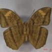 014 Lepidoptera (FV) Nymphalidae Limenitidinae Bebearia cocalia m IMG_3827WTMK.JPG