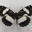 015 Lepidoptera 26 (FD) Nymphalidae Limenitidinae Neptis morosa IMG_4504WTMK.JPG