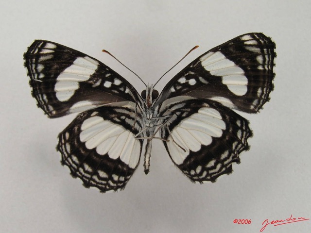 016 Lepidoptera 26 (FV) Nymphalidae Limenitidinae Neptis morosa IMG_4505WTMK.JPG