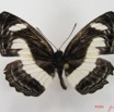 017 Lepidoptera 26 (FD) Nymphalidae Limenitidinae Neptis nemetes IMG_4506WTMK.JPG