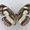 018 Lepidoptera 26 (FV) Nymphalidae Limenitidinae Neptis nemetes IMG_4507WTMK.JPG