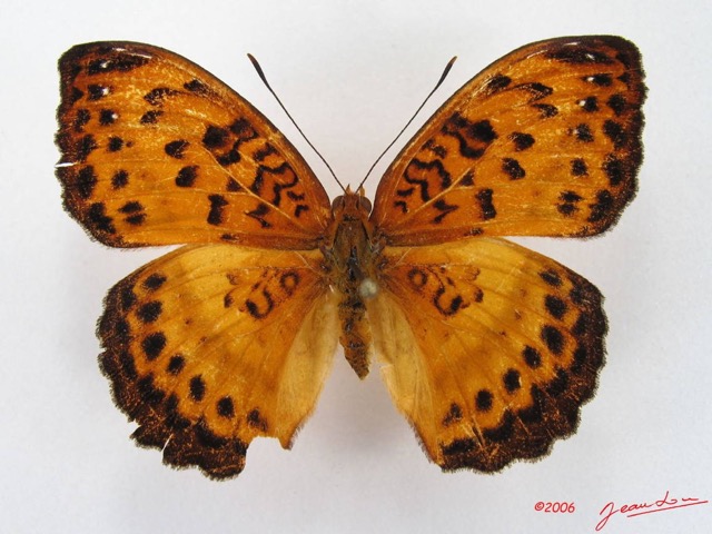 019 Lepidoptera 26 (FD) Nymphalidae Limenitidinae Pseudargynnis hegemone IMG_4511WTMK.JPG