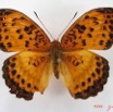 019 Lepidoptera 26 (FD) Nymphalidae Limenitidinae Pseudargynnis hegemone IMG_4511WTMK.JPG