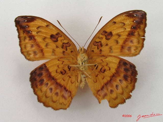 020 Lepidoptera 26 (FV) Nymphalidae Limenitidinae Pseudargynnis hegemone IMG_4512WTMK.JPG