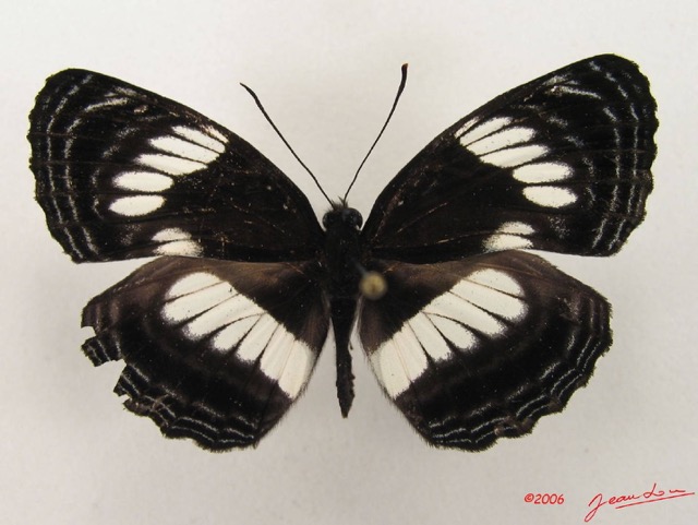 021 Lepidoptera (FD) Nymphalidae Limenitidinae Neptis nysiades m IMG_4819WTMK.JPG
