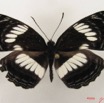 021 Lepidoptera (FD) Nymphalidae Limenitidinae Neptis nysiades m IMG_4819WTMK.JPG