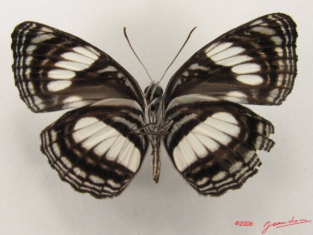 022 Lepidoptera (FV) Nymphalidae Limenitidinae Neptis nysiades m IMG_4820WTMK.JPG