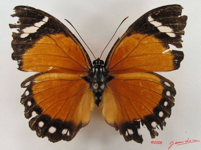 023 Lepidoptera (FD) Nymphalidae Limenitidinae Euphaedra eleus f IMG_5154WTMK.JPG