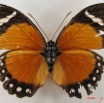 023 Lepidoptera (FD) Nymphalidae Limenitidinae Euphaedra eleus f IMG_5154WTMK.JPG