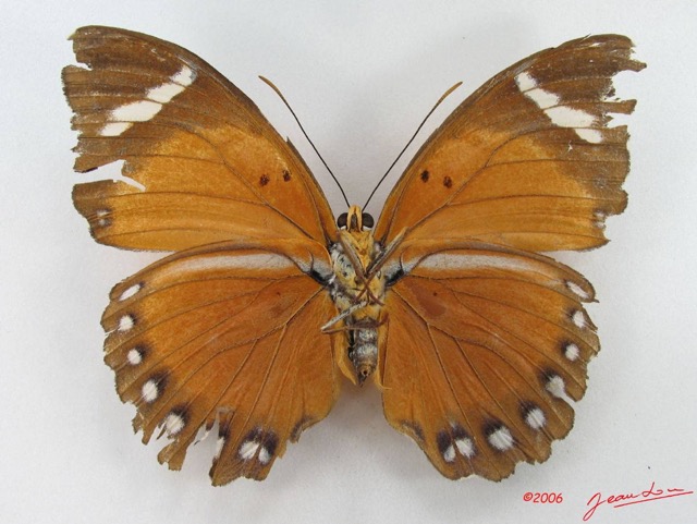 024 Lepidoptera (FV) Nymphalidae Limenitidinae Euphaedra eleus f IMG_5155WTMK.JPG