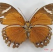 024 Lepidoptera (FV) Nymphalidae Limenitidinae Euphaedra eleus f IMG_5155WTMK.JPG
