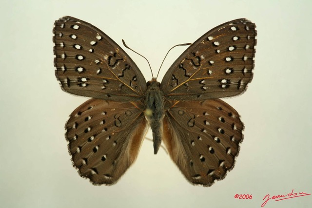 025 Lepidoptera (FD) Nymphalidae Limenitidinae Hamanumida daedalus IMG_3078WTMK.JPG