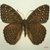 025 Lepidoptera (FD) Nymphalidae Limenitidinae Hamanumida daedalus IMG_3078WTMK.JPG