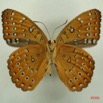 026 Lepidoptera (FV) Nymphalidae Limenitidinae Hamanumida daedalus IMG_3083WTMK.JPG