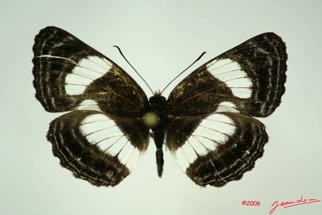 027 Lepidoptera (FD) Nymphalidae Limenitidinae Neptis laeta m IMG_3264WTMK.JPG