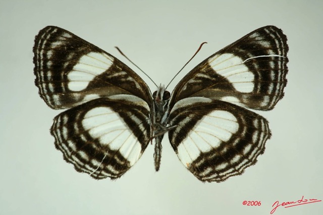 028 Lepidoptera (FV) Nymphalidae Limenitidinae Neptis laeta m IMG_3267WTMK.JPG