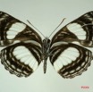 028 Lepidoptera (FV) Nymphalidae Limenitidinae Neptis laeta m IMG_3267WTMK.JPG