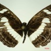 029 Lepidoptera (FD) Nymphalidae Limenitidinae Neptis nemetes f IMG_3271WTMK.JPG