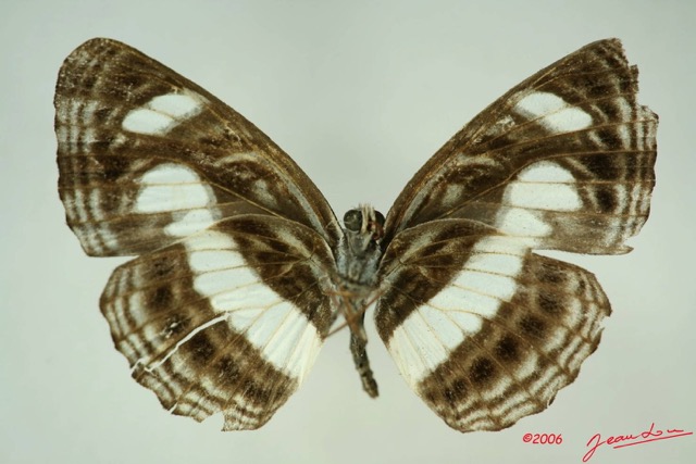 030 Lepidoptera (FV) Nymphalidae Limenitidinae Neptis nemetes f IMG_3273WTMK.JPG
