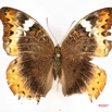 031 Lepidoptera (FD) Nymphalidae Limenitidinae Cymothoe hypata f IMG_3444WTMK.jpg