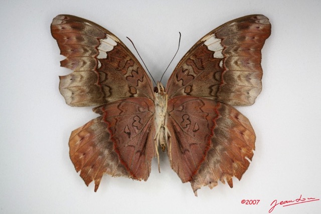 032 Lepidoptera (FV) Nymphalidae Limenitidinae Cymothoe hypata f IMG_3448WTMK.jpg