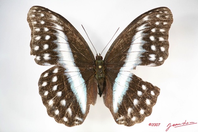 033 Lepidoptera (FD) Nymphalidae Limenitidinae Cymothoe oemilius f IMG_3481WTMK.jpg