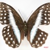 033 Lepidoptera (FD) Nymphalidae Limenitidinae Cymothoe oemilius f IMG_3481WTMK.jpg