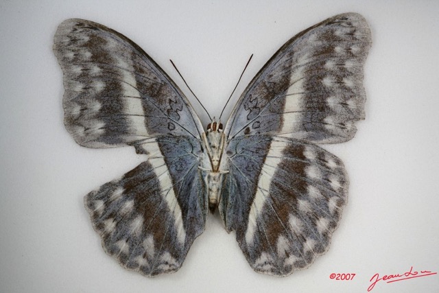 034 Lepidoptera (FV) Nymphalidae Limenitidinae Cymothoe oemilius f IMG_3484WTMK.jpg