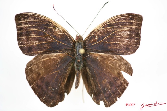 035 Lepidoptera (FD) Nymphalidae Limenitidinae Euriphene conjugens m IMG_3409WTMK.jpg
