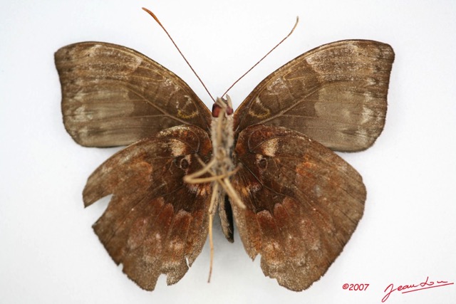 036 Lepidoptera (FV) Nymphalidae Limenitidinae Euriphene conjugens m IMG_3412WTMK.jpg