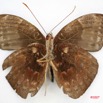 036 Lepidoptera (FV) Nymphalidae Limenitidinae Euriphene conjugens m IMG_3412WTMK.jpg