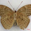038 Lepidoptera (FV) Nymphalidae Limenitidinae Euriphene tadema m IMG_3405WTMK.jpg