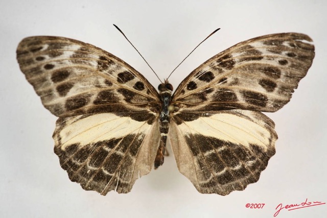 039 Lepidoptera (FD) Nymphalidae Limenitidinae Catuna angustatum m IMG_4041WTMK.JPG