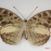 040 Lepidoptera (FV) Nymphalidae Limenitidinae Catuna Angustatum m IMG_4044WTMK.JPG