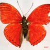041 Lepidoptera (FD) Nymphalidae Limenitidinae Cymothoe sangaris m IMG_4012WTMK.JPG