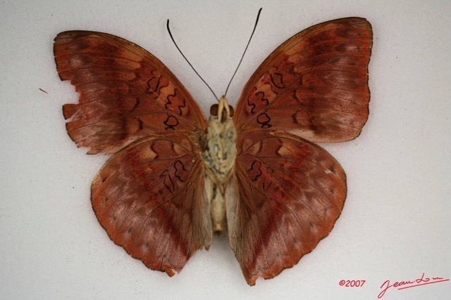 042 Lepidoptera (FV) Nymphalidae Limenitidinae Cymothoe sangaris m IMG_4016WTMK.JPG
