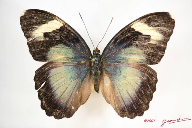 043 Lepidoptera (FD) Nymphalidae Limenitidinae Euphaedra adolphifrederici f IMG_4062WTMK.JPG