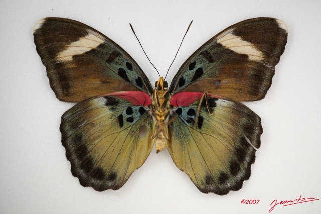 044 Lepidoptera (FV) Nymphalidae Limenitidinae Euphaedra adolphifrederici f IMG_4067WTMK.JPG